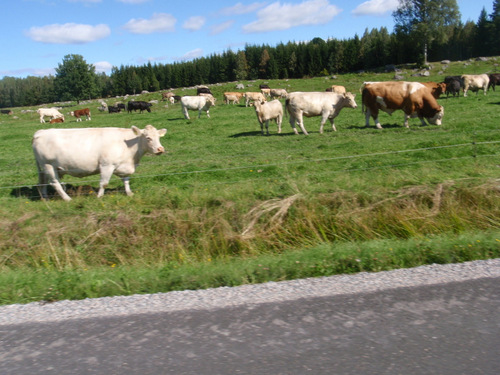 Cows and Calves eying these strange contraptions that we ride.